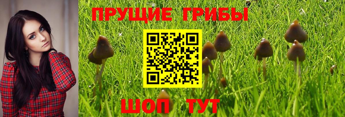 Алатырь  Галлюциногенные грибы Cubensis  Вход с VPN 